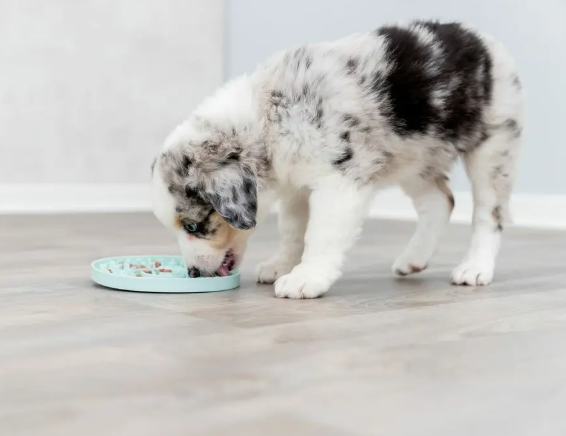 Slowfeeder foderskål til både fast og cremede kost. Sænker hundens spisetempo. Kan fryses.