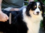 Trimmerbørste til hund. Fjerner underuld og løse hår - uden at skade overpelsen.