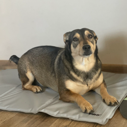 Vandtæt kølemåtte til hund. Køler effektivt og i lang tid.