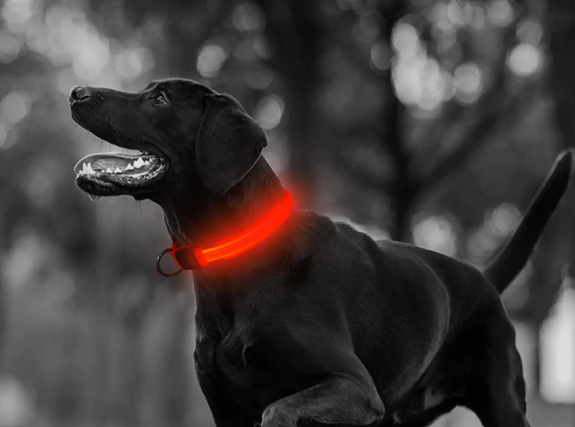 Led-halsbånd til hunde. Justerbart og med 3 slags lys. Øger sikkerheden i mørket.